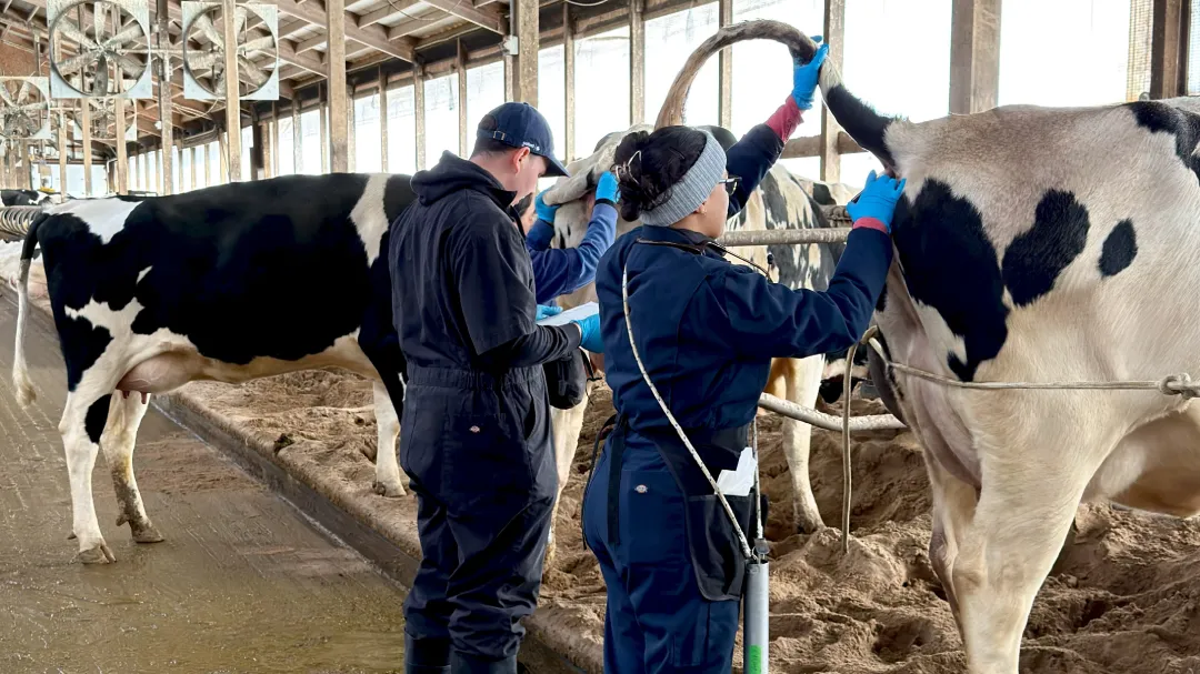 Inside a large dairy barn, a research team works with Holstein cows. One researcher holds a cow's tail upward while simultaneously using a syringe to collect a blood sample. Beside them, a second researcher holds the tail of another cow to prepare for the same procedure, while a third researcher stands nearby with a clipboard to record the data. Large industrial fans and other cows in stalls are visible in the background.