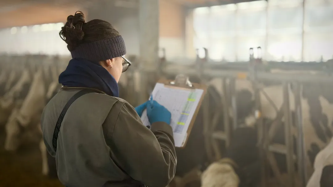 A woman student researcher with hair tied back in a bun and wearing a headband, glasses, a grey jacket, and blue gloves, writes on a clipboard in a dairy barn. The background is softly lit and slightly misty, showing a row of cows in their stalls, emphasizing the focus on data collection in a farm environment.