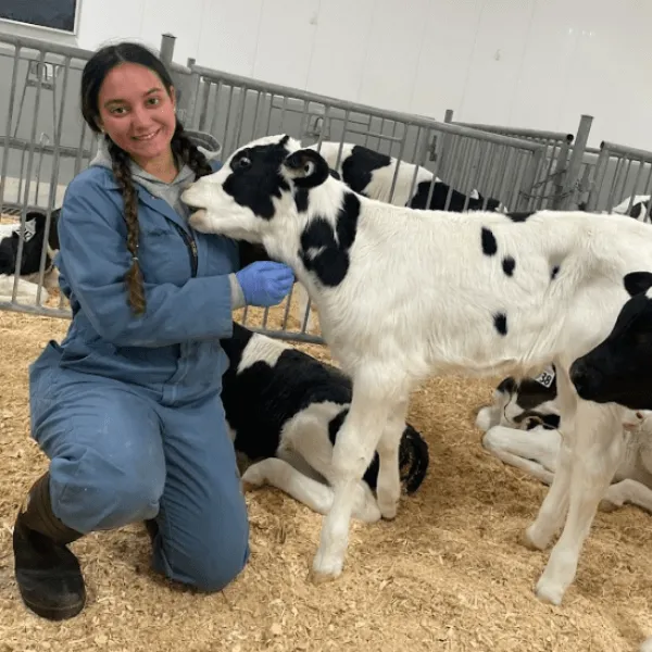 Members A researcher wearing blue coveralls and protective gloves kneels alongside a Holstein calf in a research facility, with other calves resting on wood shavings in a fenced pen in the background.