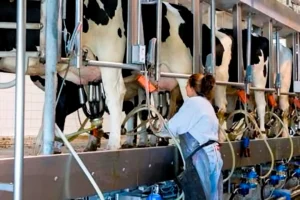 A university student in a white lab coat and protective apron operating an automated milking system at a dairy research facility, with Holstein cows in a milking parlor.