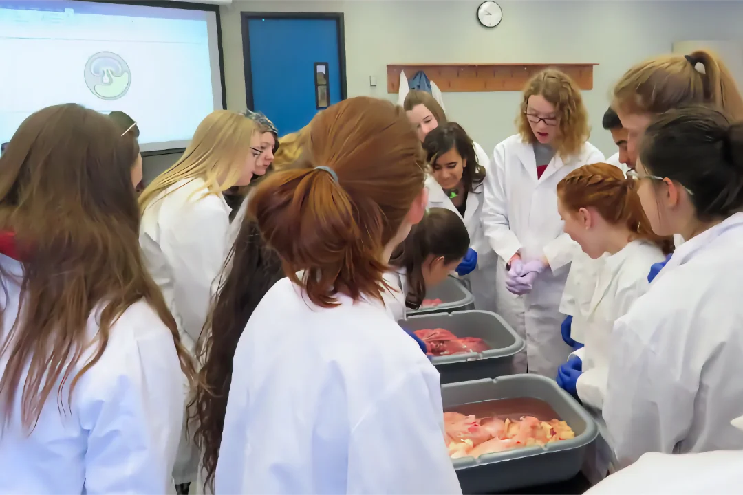 Teaching A group of university students in white lab coats and protective gloves observing biological specimens in laboratory bins during a hands-on anatomy practical, with a scientific diagram projected in the background.