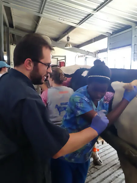 Dr. Ribeiro and a student wearing protective gloves perform a clinical examination on a cow during a practical large animal science lab in a farm facility.