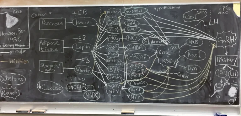 ANSC 6070 A blackboard filled with a detailed hand-drawn scientific diagram.