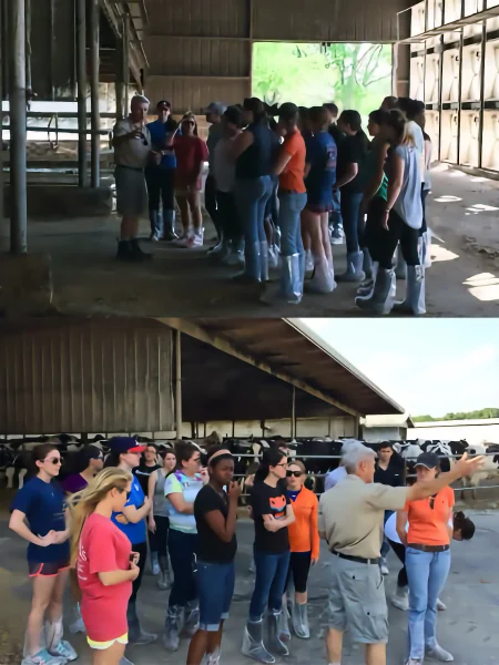 A vertical collage showing two scenes of a university field trip: the top image shows students in biosecurity gear listening to an instructor inside a research barn; the bottom image shows the same group outdoors receiving a lecture in front of a Holstein cattle pen.
