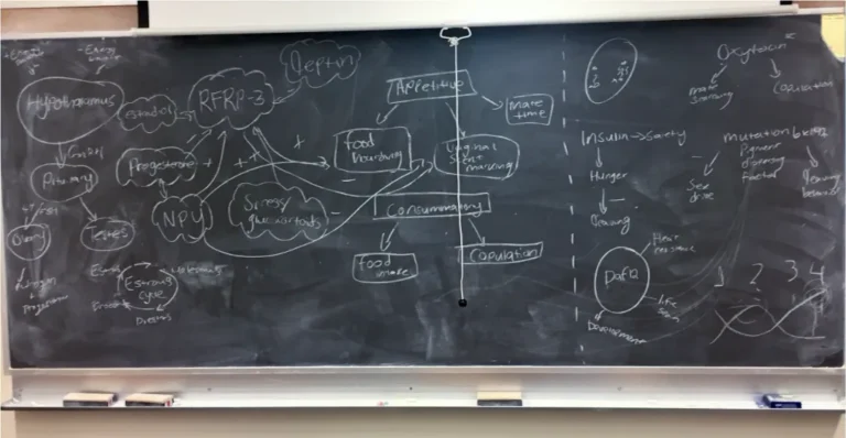 ANSC 6070 A blackboard filled with a detailed hand-drawn scientific diagram.