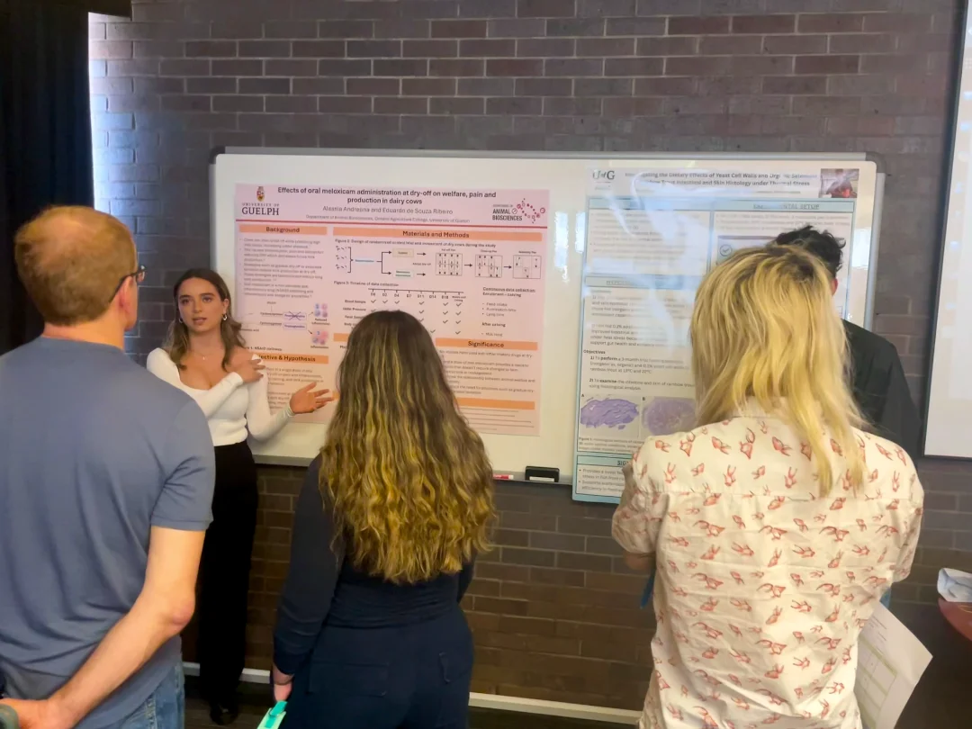 A female researcher presenting a scientific poster about dairy cow welfare and production to a group of colleagues during an academic seminar.
