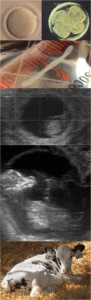 Endometrial Receptivity to Pregnancy and Embryonic Development in Dairy Cows A vertical collage showing the stages of bovine embryonic development, featuring a single-cell zygote, a multi-cell embryo, a microscopic elongated blastocyst, two progressive ultrasound scans, and a newborn Holstein calf resting on straw.