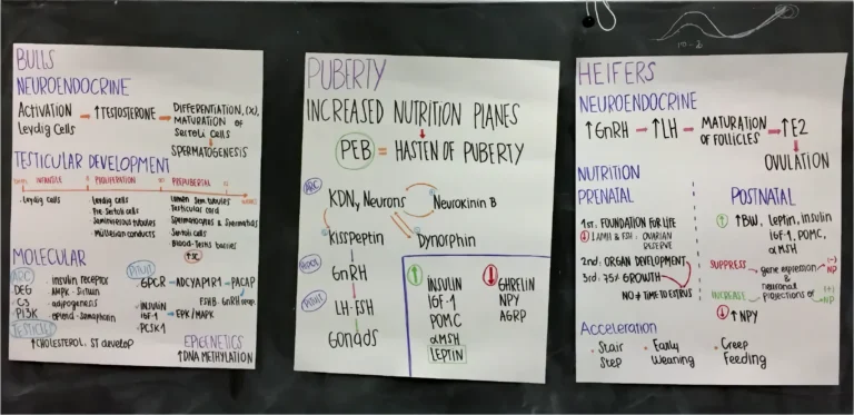 ANSC 6070 Three large posters on a chalkboard displaying hand-drawn scientific flowcharts and diagrams.