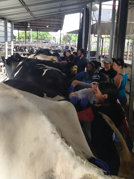 University students and Dr. Ribeiro wearing protective gloves perform a hands-on clinical examination of Holstein dairy cows in an open-sided barn during a veterinary science laboratory session.