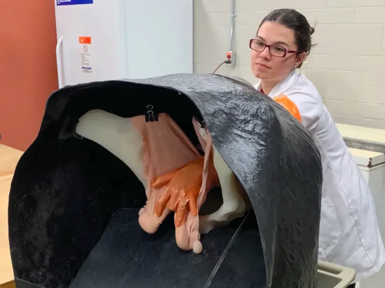 ANSC 3040 A university student in a lab coat and orange protective gloves practicing bovine palpation techniques using a specialized anatomical simulator in a laboratory setting for the ANSC 3040 course.