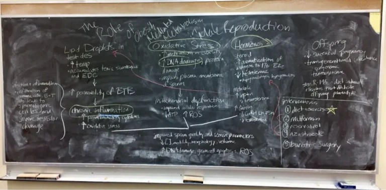 ANSC 6070 A blackboard filled with a detailed hand-drawn scientific diagram.