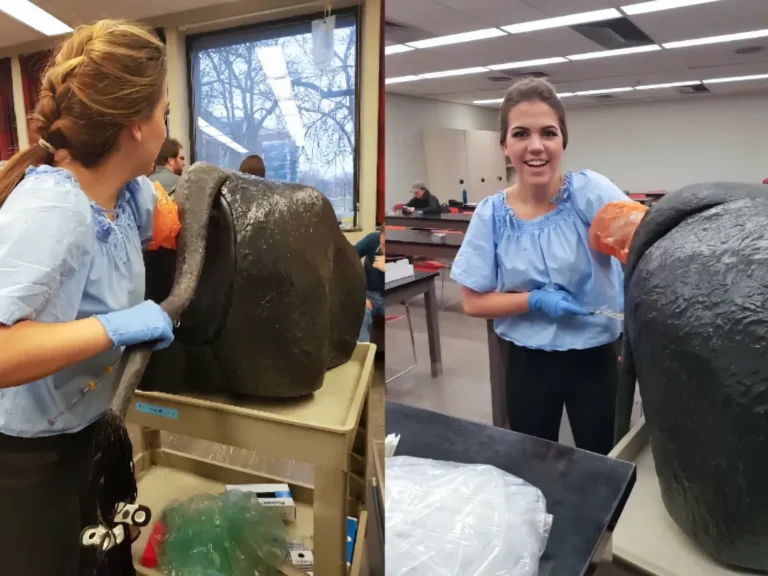 ANSC 3040 Two pictures, side by side of a university student with protective gloves practicing clinical procedures on a large animal anatomical simulator during a practical laboratory session for the ANSC 3040 course.