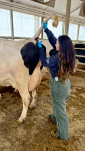 Endocrine Regulation of Reproductive Function in Dairy Cows A female researcher in olive green overalls and blue gloves extracts a blood sample from the tail vein of a Holstein cow in a dairy facility.