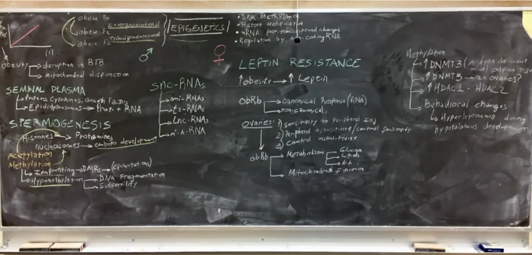 ANSC 6070 A blackboard filled with a detailed hand-drawn scientific diagram.