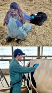 A two-panel collage showing researchers monitoring dairy cattle health; the top panel features a female researcher kneeling on straw to examine a resting black calf, while the bottom panel shows a male researcher in a green jumpsuit using a stethoscope on a Holstein cow.