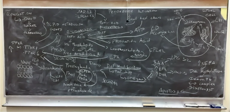 ANSC 6070 A blackboard filled with a detailed hand-drawn scientific diagram.