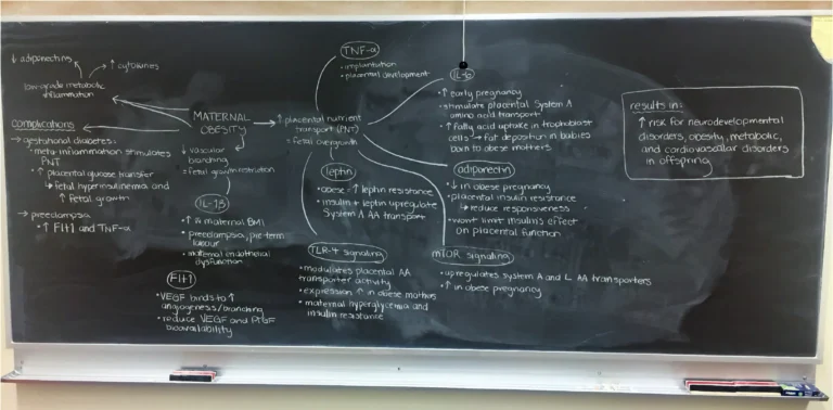 ANSC 6070 A blackboard filled with a detailed hand-drawn scientific diagram.