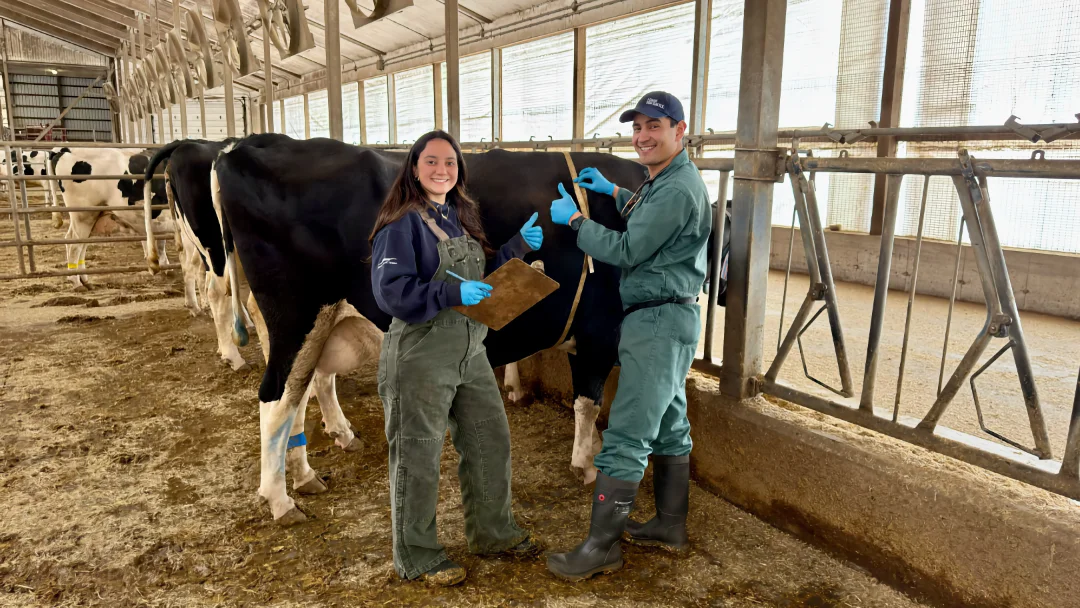 Two researchers in protective gear standing in a barn, measuring a Holstein cow and holding a clipboard while giving a thumbs up.