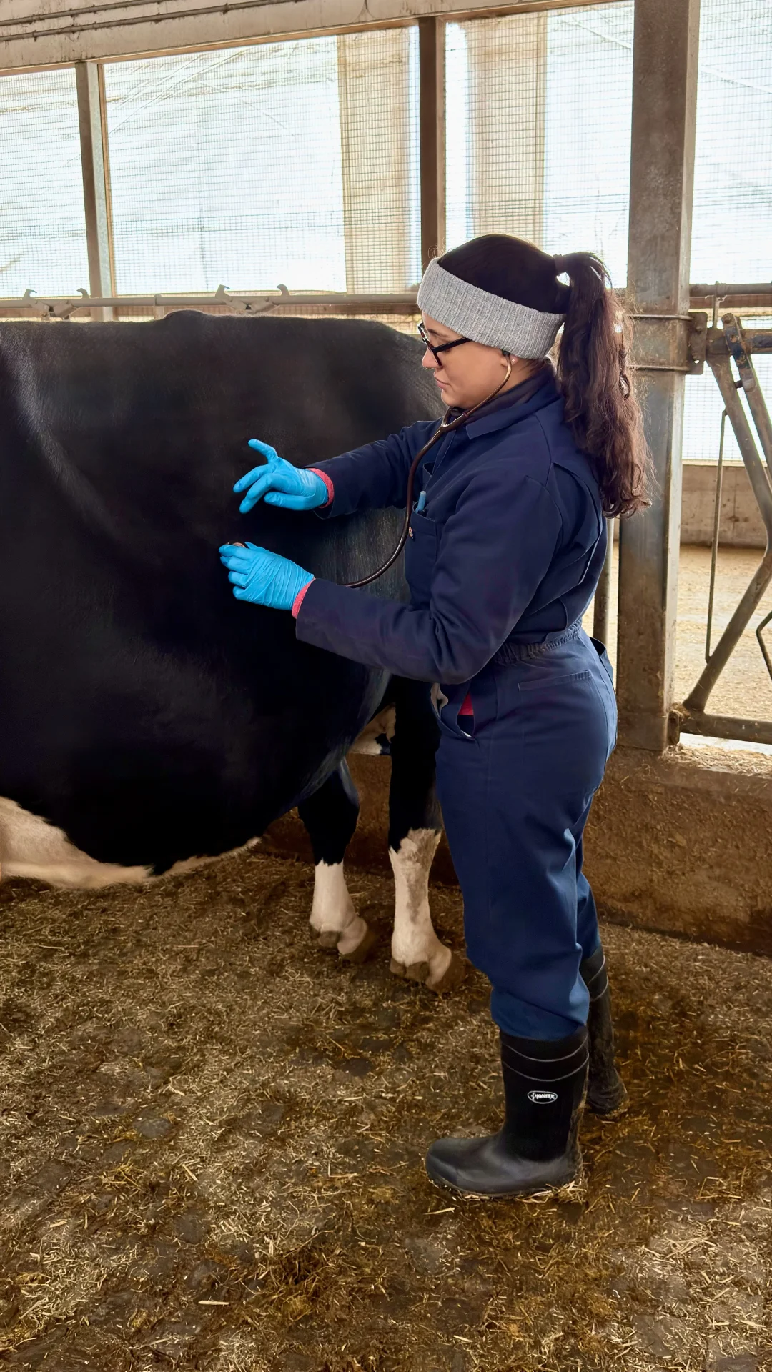 A researcher wearing a navy blue jumpsuit, gloves, and boots uses a stethoscope to examine a Holstein cow in a farm facility.