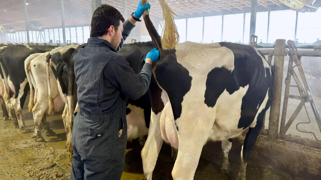 A male researcher in a dark grey jumpsuit and blue gloves performs a veterinary procedure on a Holstein cow in a dairy barn facility.