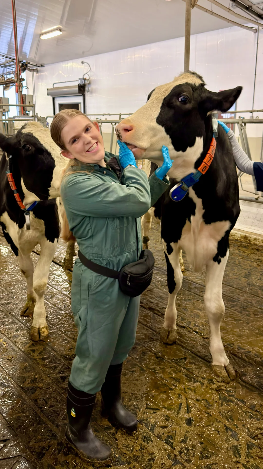 A smiling female researcher in a green jumpsuit and blue gloves interacts with a Holstein cow wearing a tracking collar in a dairy research facility.