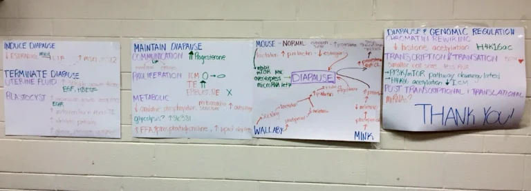 ANSC 6070 Four academic posters displayed on a brick wall with scientific illustrations and hand-drawn diagrams.