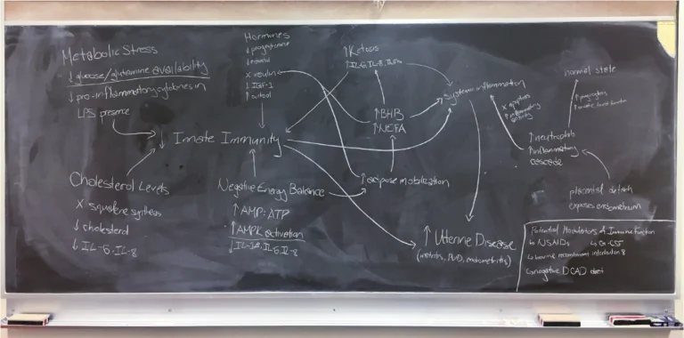 ANSC 6070 A blackboard filled with a detailed hand-drawn scientific diagram.