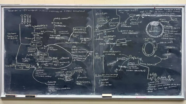 ANSC 6070 A blackboard filled with a detailed hand-drawn scientific diagram.