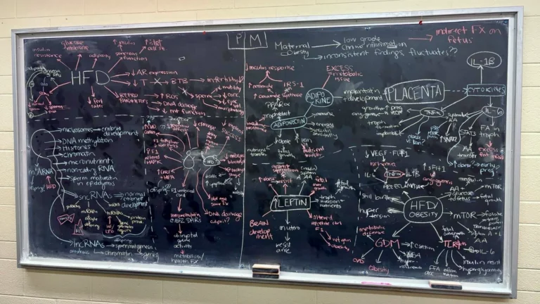 ANSC 6070 A blackboard filled with a detailed hand-drawn scientific diagram.