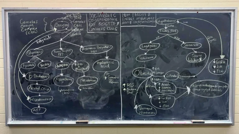 ANSC 6070 A blackboard filled with a detailed hand-drawn scientific diagram.