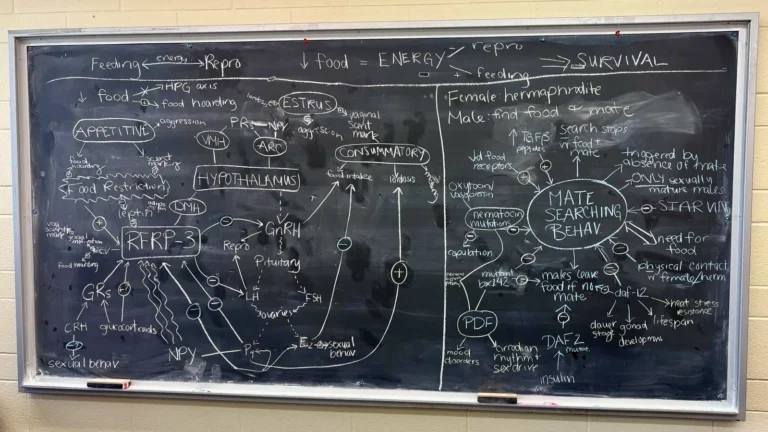 ANSC 6070 A blackboard filled with a detailed hand-drawn scientific diagram.