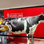 Outreach Alicia poses while holding a calf model next to a life-sized Holstein cow display at the Royal Winter Fair 2025.