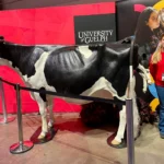 Outreach Alicia stands next to a life-sized Holstein cow model at a red institutional display during the Royal Winter Fair 2024.
