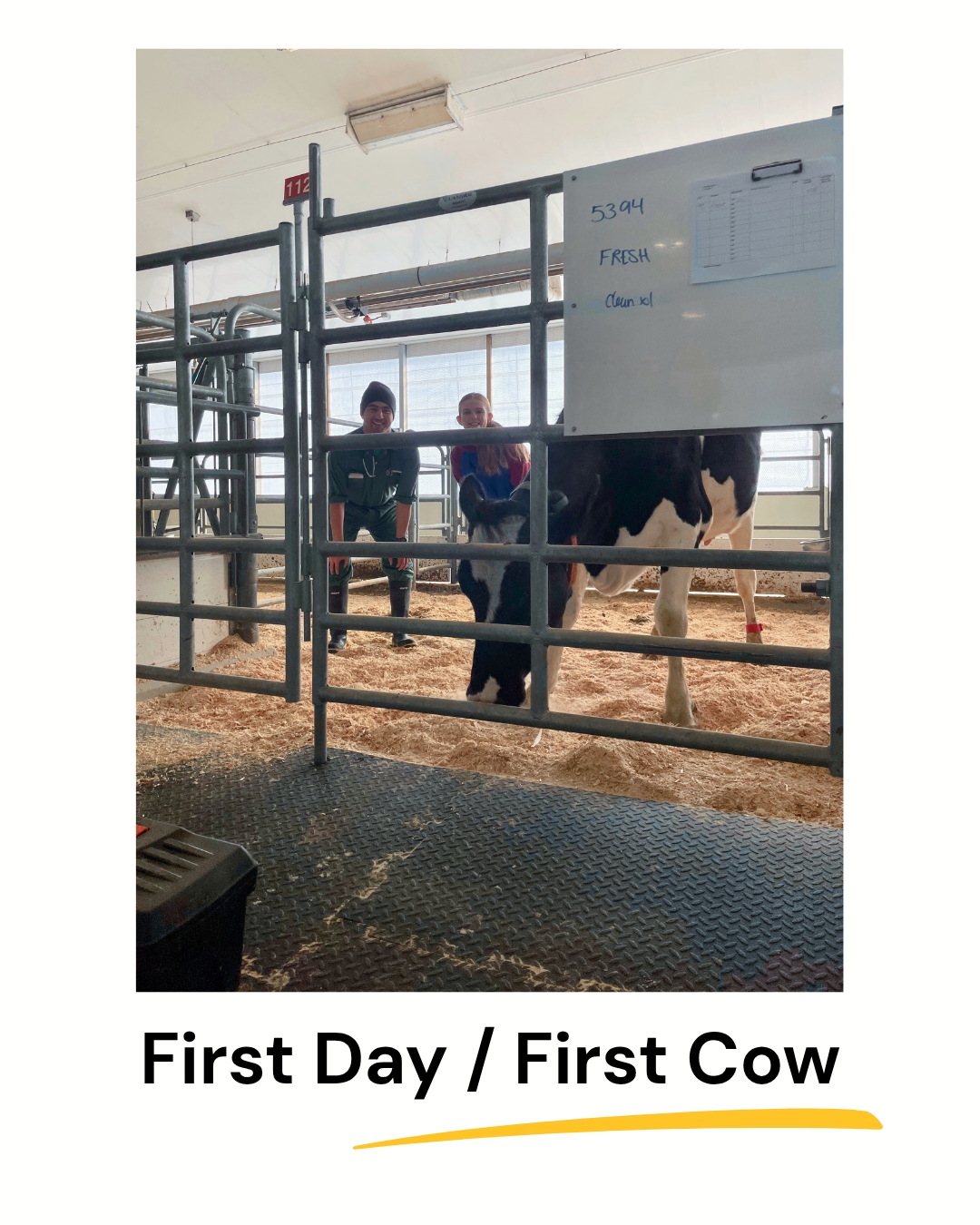 A poster-style photo framed in white with the text 'First Day / First Cow' and a yellow underline below. The central image, taken through a metal gate, shows a black and white cow standing on wood shavings in a barn stall. Behind the gate, a man in coveralls and a beanie, and a woman in a red shirt, are smiling. A whiteboard with handwritten notes like '5394' and 'FRESH' is mounted on the gate.