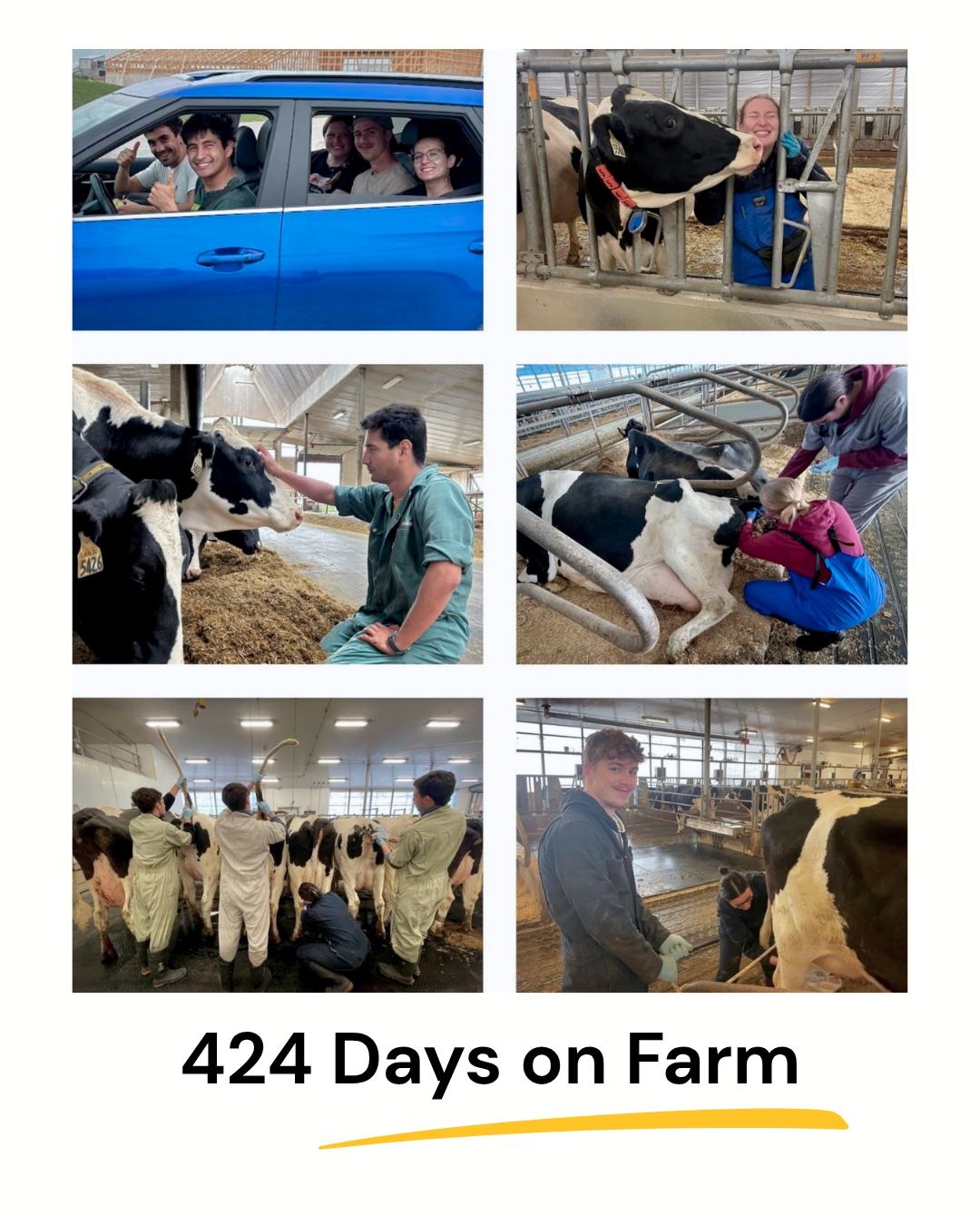 A collage of six photos framed in white, with the text '424 Days on Farm' and a yellow underline below. The photos document various activities: group car rides, a woman high-fiving a cow through bars, a man in coveralls petting a cow's head, and students in veterinary gear and blue coveralls assessing lying and standing cows in a large modern dairy facility with fluorescent lighting.