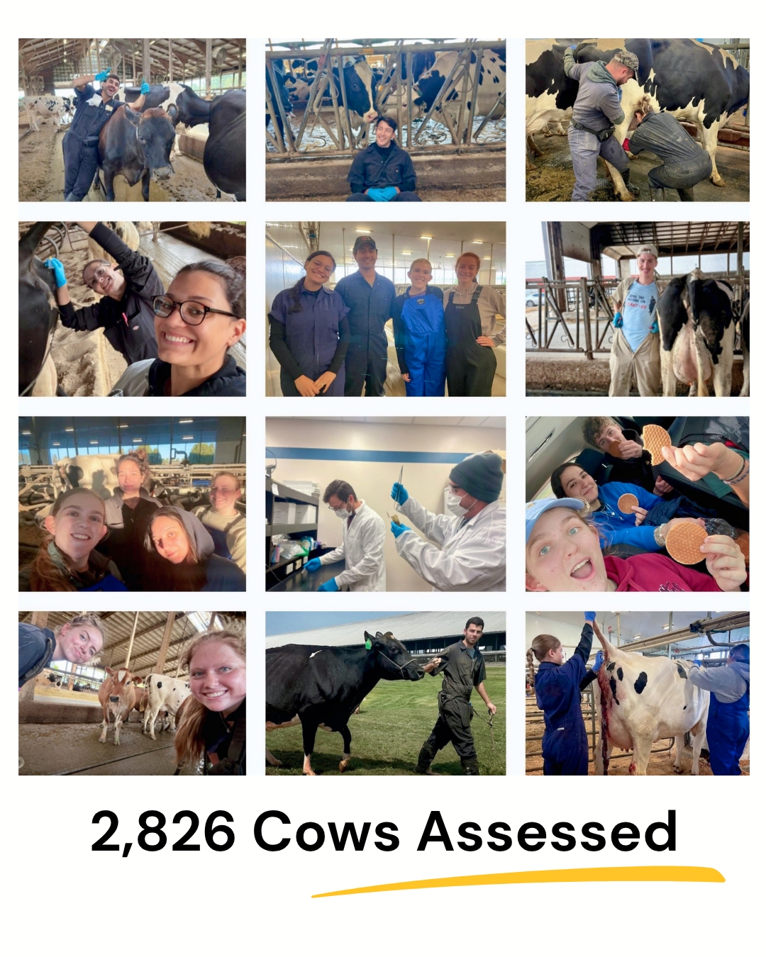 A poster-style image with a white background and text below that reads '2,826 Cows Assessed' with a yellow underline. Above the text is a 4x3 photo grid showing agricultural students and veterinarians in blue coveralls and face masks working with dairy cows. Activities include group smiles, cow interaction, a laboratory setting with test tubes, a car selfie with stroopwafel cookies, a outdoor walk with a black cow on a halter, and tail-end assessments in a milking parlor.