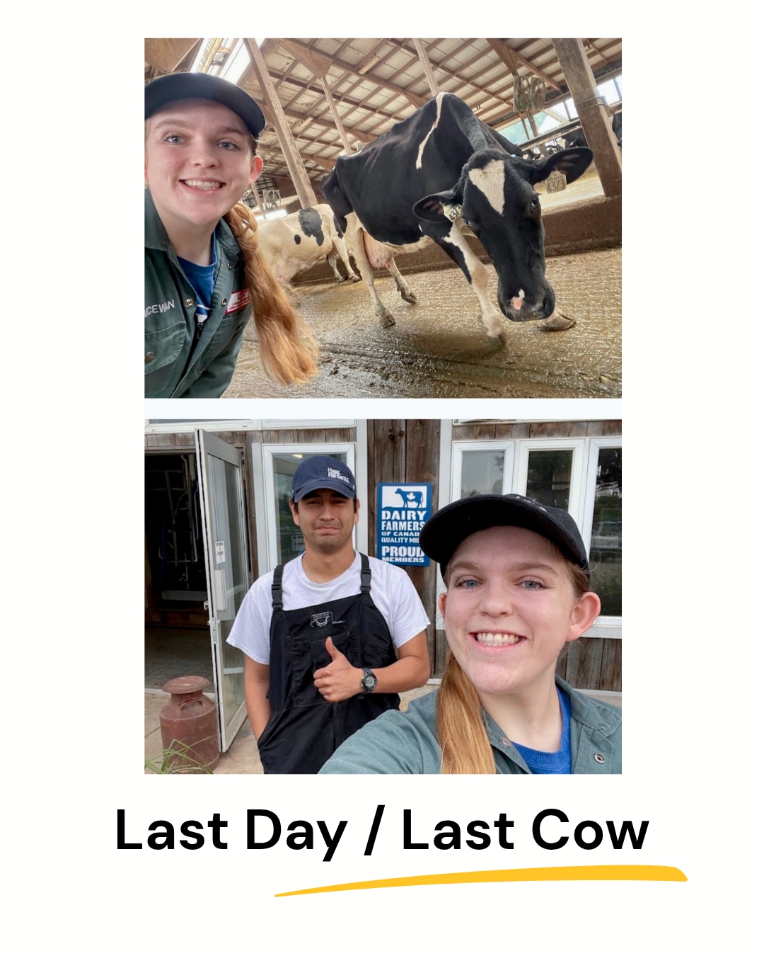 A two-panel photo vertical collage framed in white, with the text 'Last Day / Last Cow' and a yellow underline below. The top panel is a smiling selfie of a woman in a cap and green coveralls with a black and white cow behind her. The bottom panel is another smiling selfie of the same woman with a man giving a thumbs-up in black overalls and a cap, standing outside a farm building with a 'Dairy Farmers of Canada Quality Milk' sign.