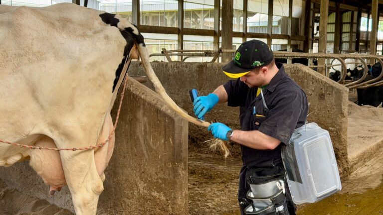 Researcher wearing blue gloves and a John Deere cap trimming hair from the tail switch of a Holstein cow in a barn pen.